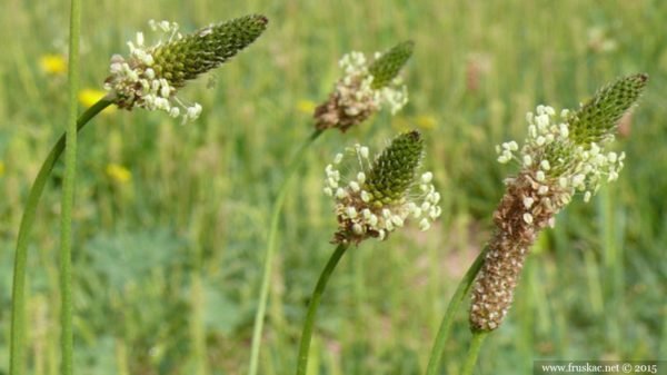 psyllium