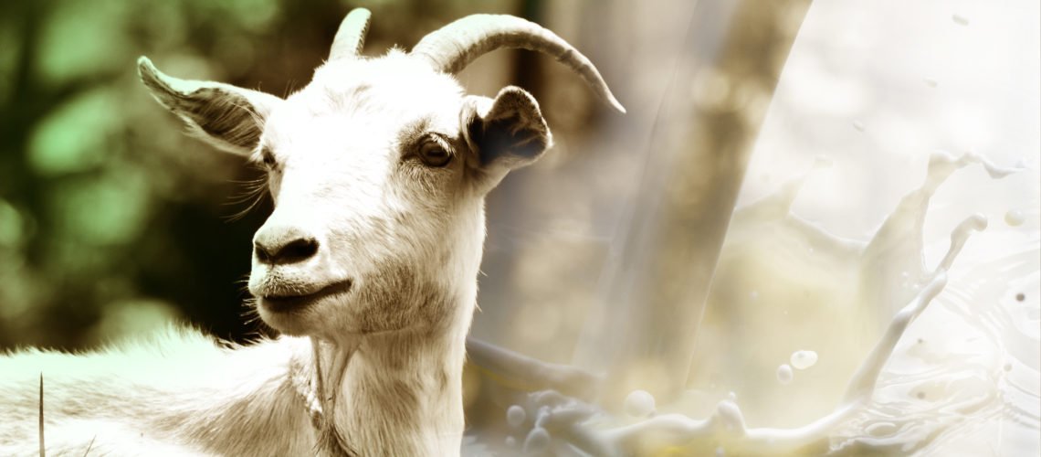 Goat Milk