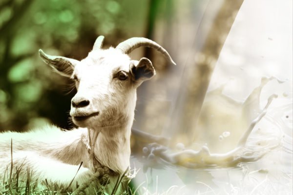 Goat Milk