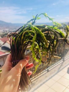 wild asparagus