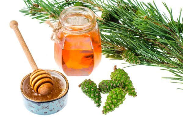 Ancient pine